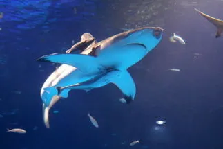 AIカメラでの電気・ガス等の遠隔監視